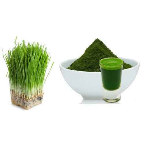 wheatgrass-powder